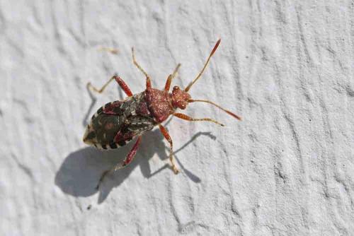 Rhopalus subrufus
